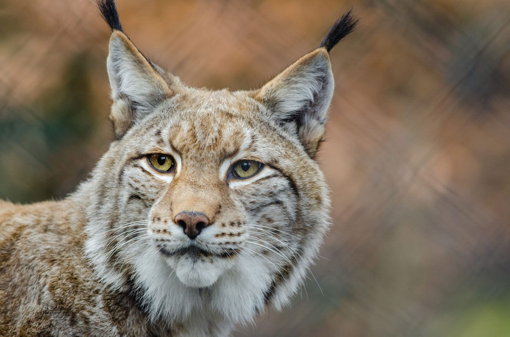 Close Up Shot of a Wild Lynx