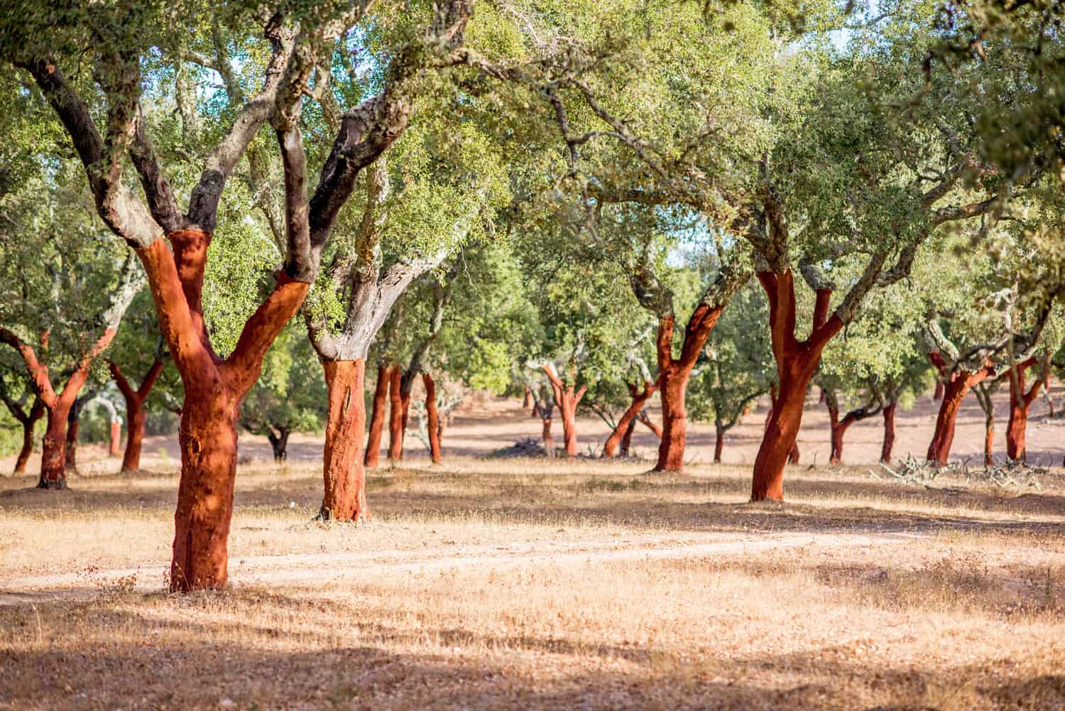 Matériaux Naturels dans le Yoga : Liège, Laine et Lin