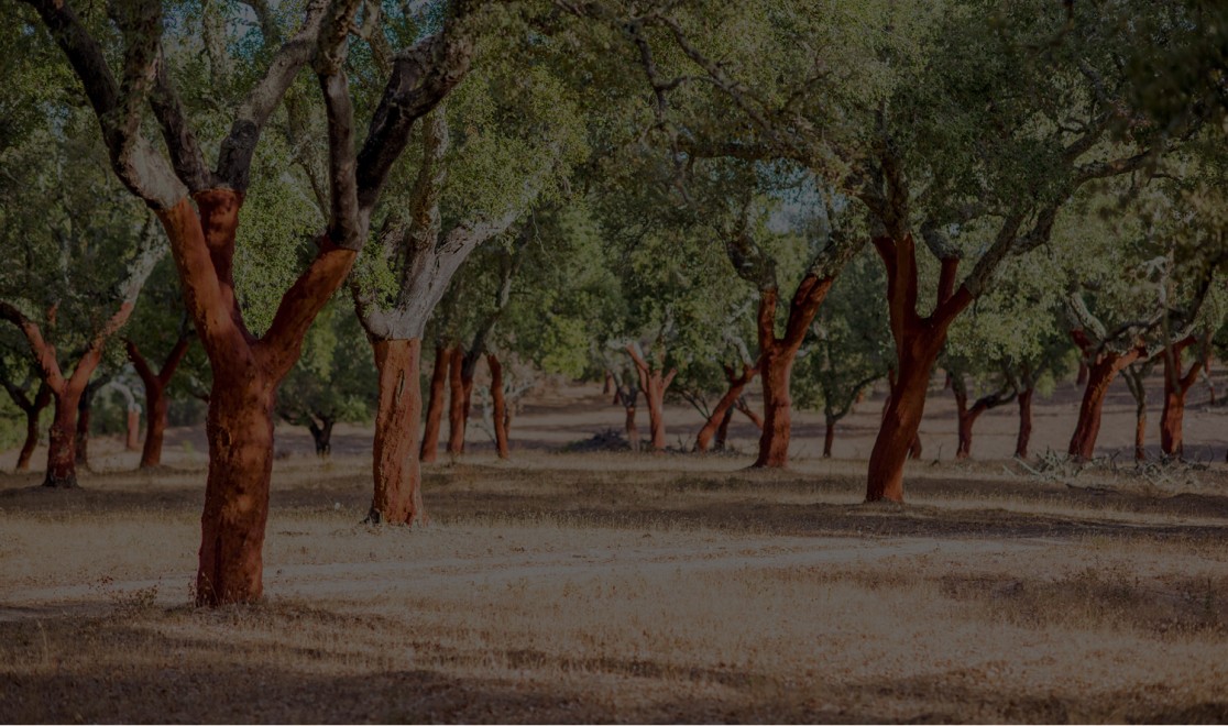 Mediterranean Cork Oak Tree Grove