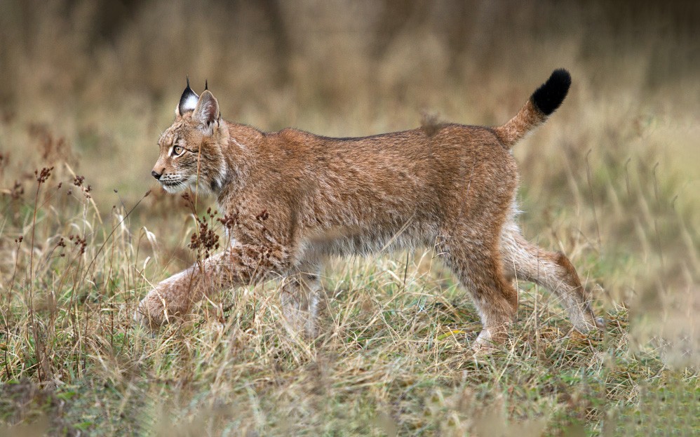 Wild Eurasian Lynx Walking Through Grass