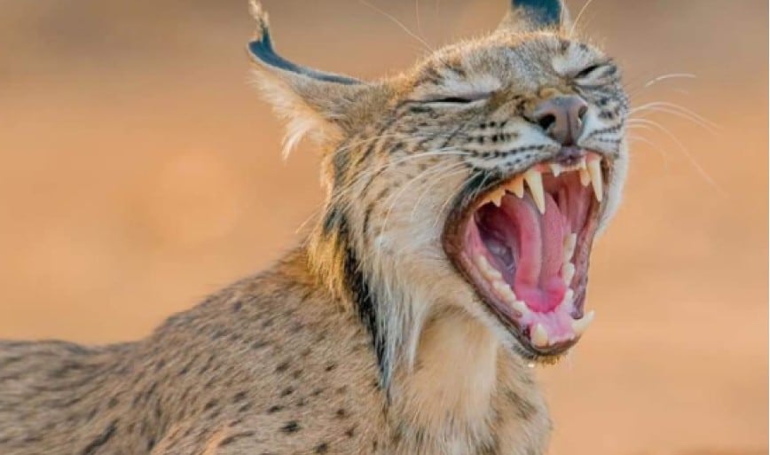 Iberian Lynx Yawning In Sunlight
