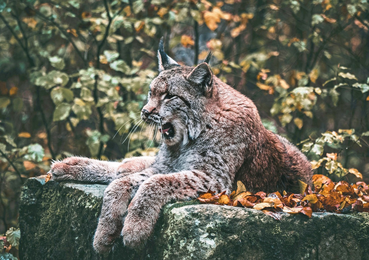 Wild Lynx Resting On Mossy Rock