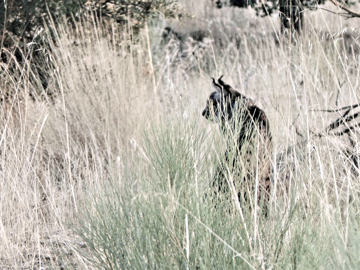 Iberian Lynx Hiding In Tall Grass