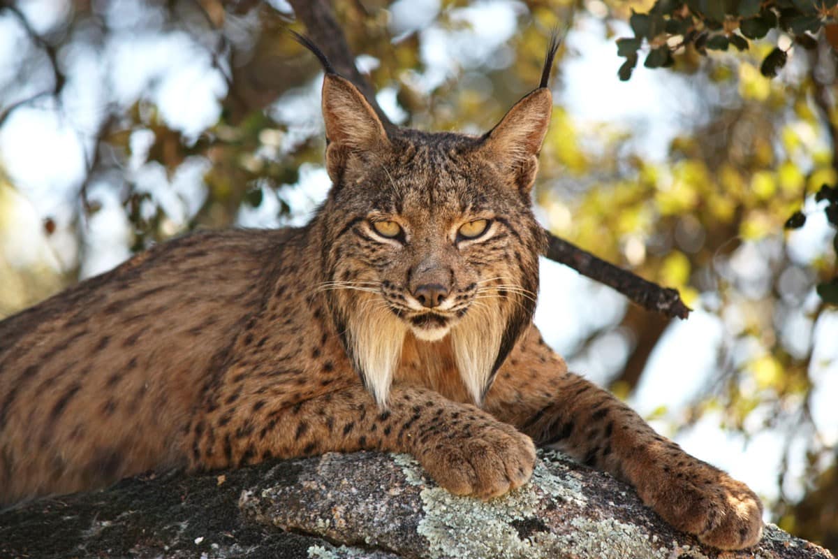 Iberian Lynx Resting On A Rock