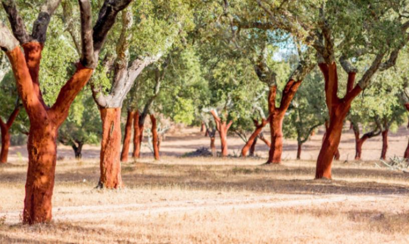 Harvested Cork Oak Forest