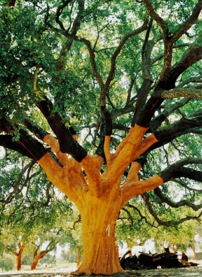 The Oldest Cork Oak Tree