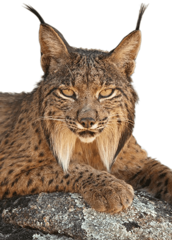 Iberian Lynx Resting On A Rock