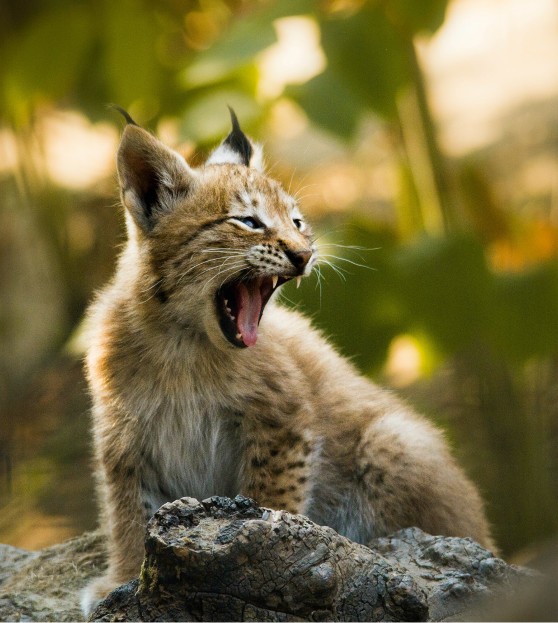 Young Lynx Cub Yawning Outdoors