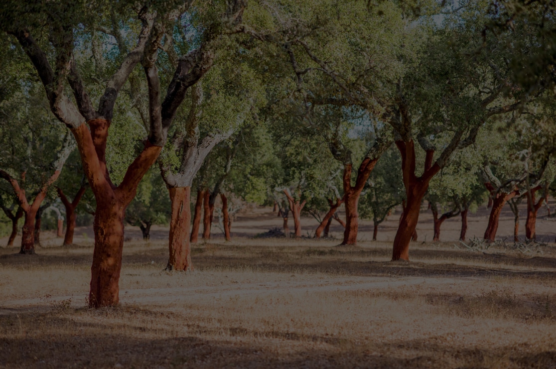 Harvested Cork Oak Tree Forest