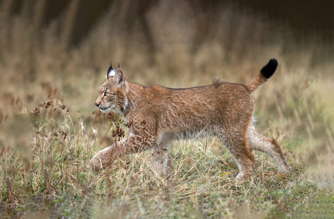 Eurasian Lynx Walking Through High Grass