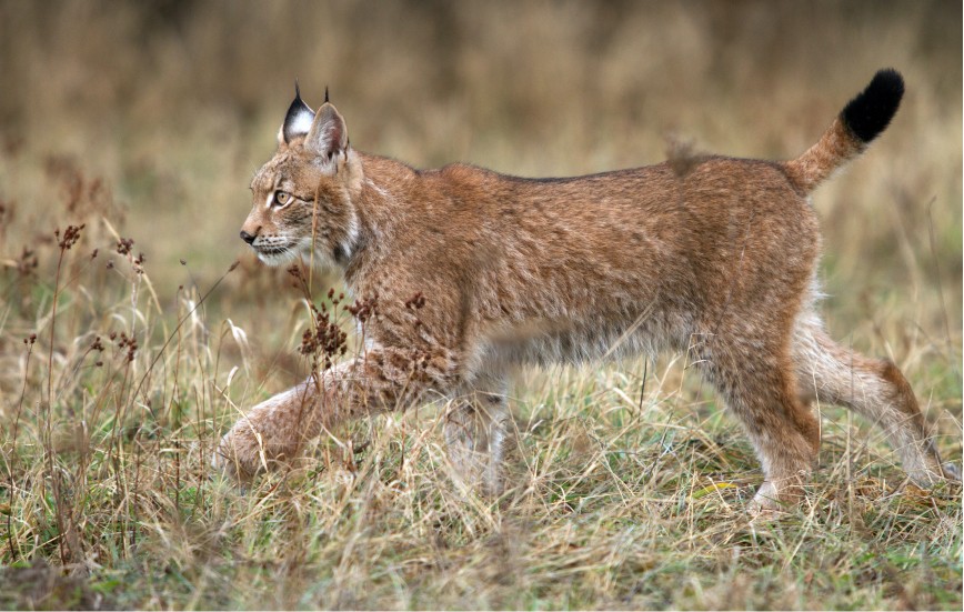 Wild Eurasian Lynx Walking Through Grass