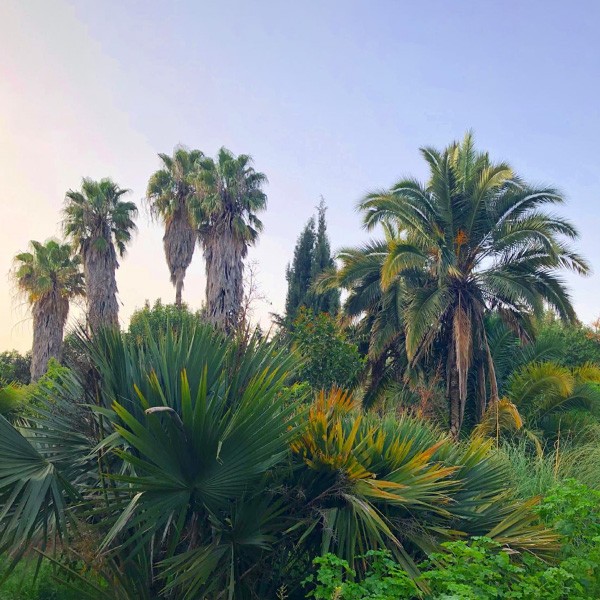 Tropical Garden With Tall Palm Trees