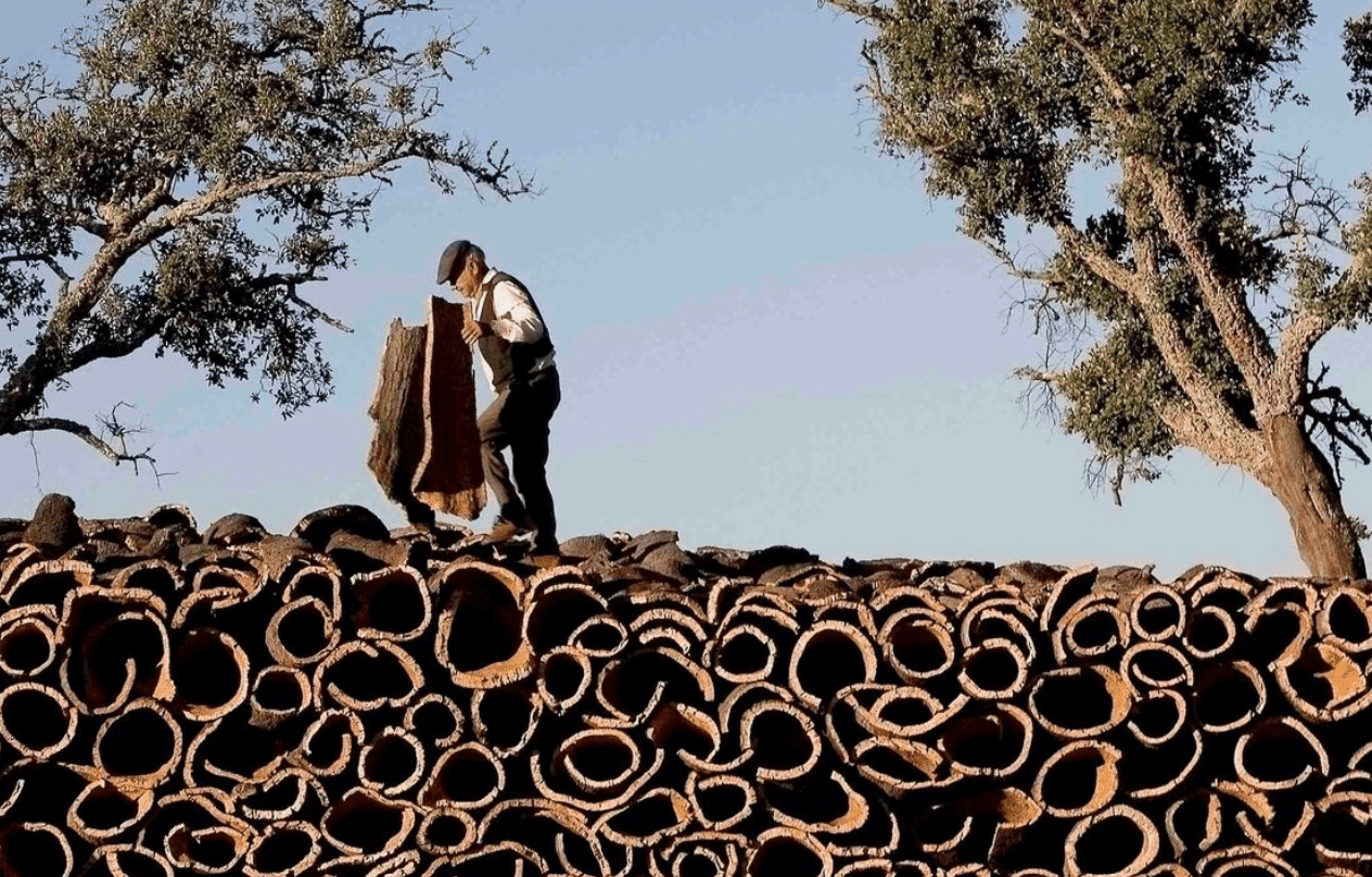 Traditional Cork Oak Bark Harvesting