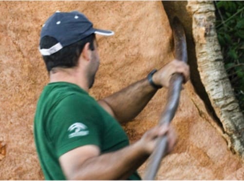 Traditional Harvesting Of Natural Cork Bark