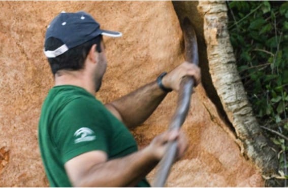 Sustainable Cork Tree Bark Harvesting