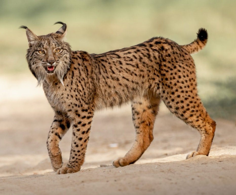 Iberian Lynx Standing In Natural Habitat