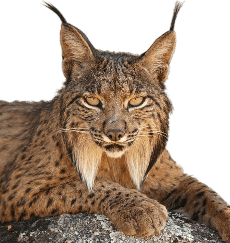 Iberian Lynx Resting On A Rock