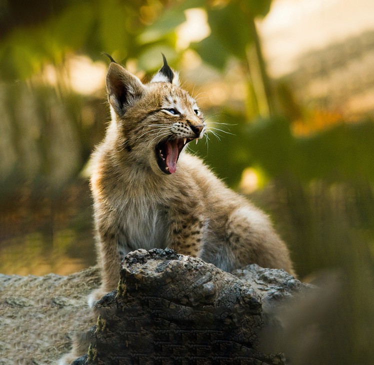 Wild Baby Lynx Yawning On Log