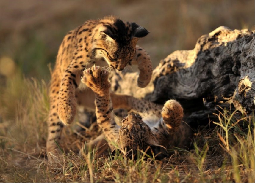 Two Iberian Lynx Cubs Playing Outdoors