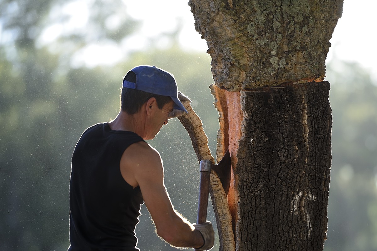 Traditional Cork Bark Harvesting Process