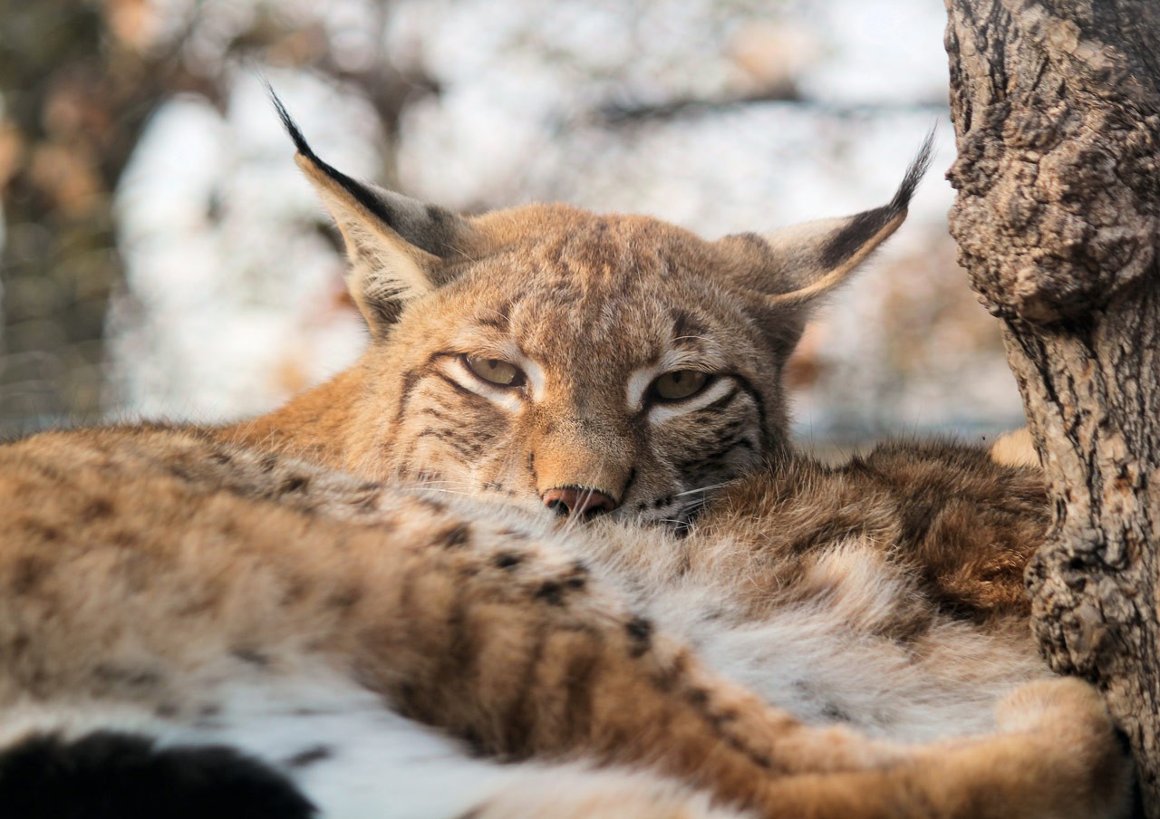 Eurasian Lynx Resting In The Wild